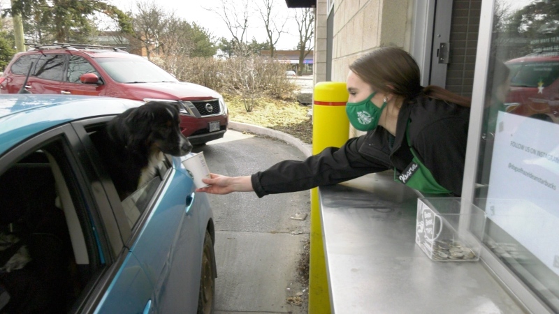 Keara McDonnell holding a puppuccino for a puppy passenger at the Starbucks on Hazeldean Road in Ottawa, Ont. March 16, 2021. (Dave Charbonneau / CTV News Ottawa)