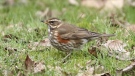 The redwing is pictured in Saanich: (Liam Singh / BC Rare Bird Alert)