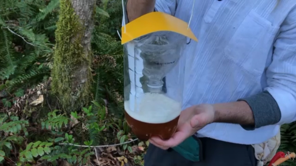 Murder hornet homemade trap