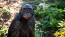 Unga, the bonobo ape, was born in Belgium in 1993, but spent most of her life at the Columbus Zoo. (Grahm S. Jones, Columbus Zoo and Aquarium)