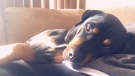 Dog Chloe, was shot and killed during a police investigation in Windsor, Ont. (Source GoFundMe)