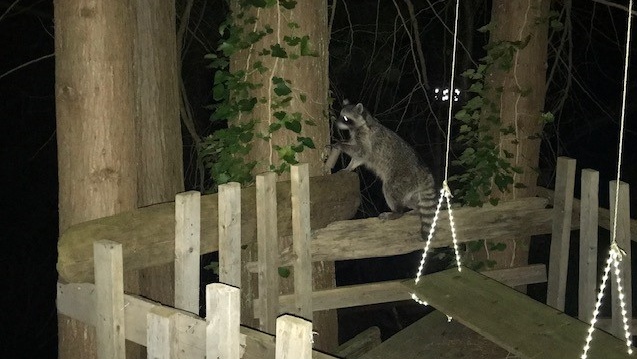 Raccoon rescue