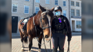 Kingston police Const. Sarah Groenewegen with Murney, one of two horses that are part of the Kingston Police Force's Mounted Unit. (Kimberley Johnson/CTV News Ottawa)
