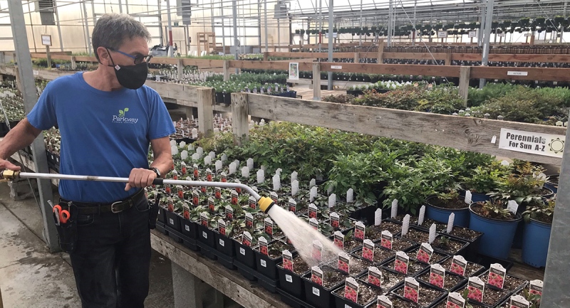 Peter Mclay, of Parkway Garden Centre, located just outside of London, Ont.’s city limits, waters perennials in anticipation of a busy 2021 planting season on Tuesday, March 23, 2021. (Sean Irvine / CTV News)