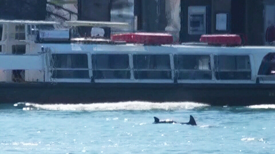 Venice dolphins 