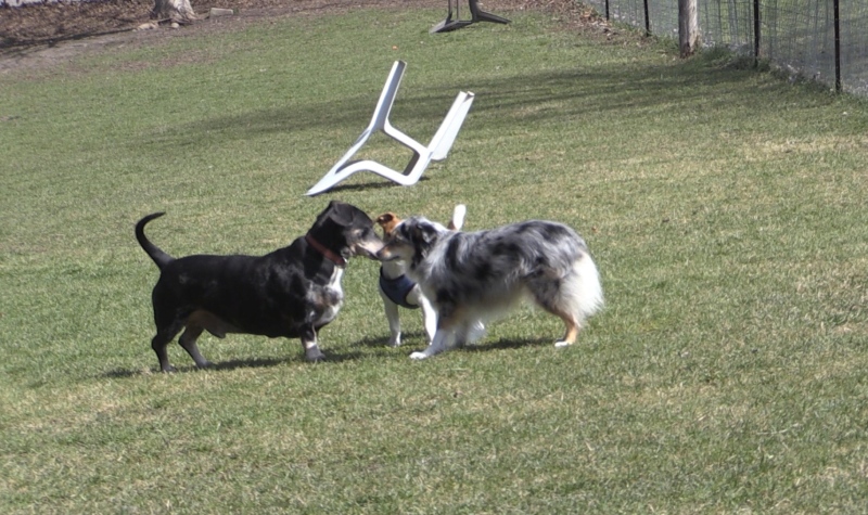Puppies playing at Greenway Small Dog Park in London, Ont.