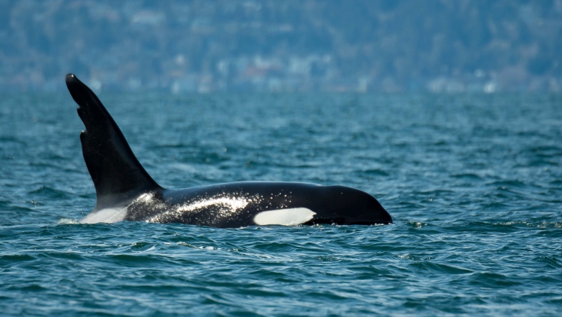 An orca named Chainsaw, named after its distinctive dorsal fin, is pictured off Vancouver Island: (April Ryan, Maya’s Legacy Whale Watching/PWWA)