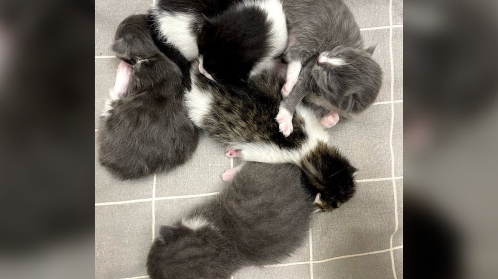 Kittens Abbotsford