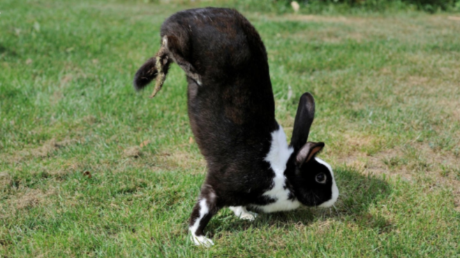The rabbit's hindlegs are lifted from the ground, the body is held vertically, and locomotion is achieved through the alternate use of the forelegs, according to the researchers. (Credit: R. Cavignaux / Plos Genetics)