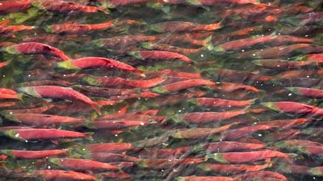 This Aug. 7, 2007 photo provided by Trout Unlimited shows sockeye salmon in a river in the Bristol Bay, Alaska watershed. (AP Photo/Trout Unlimited, Ben Knight)