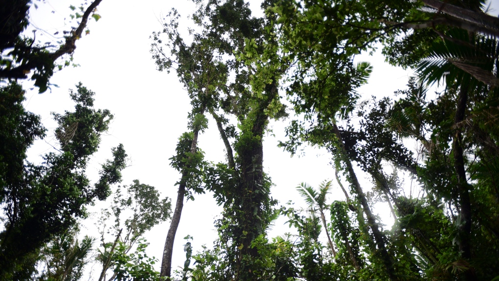 Honduras trees