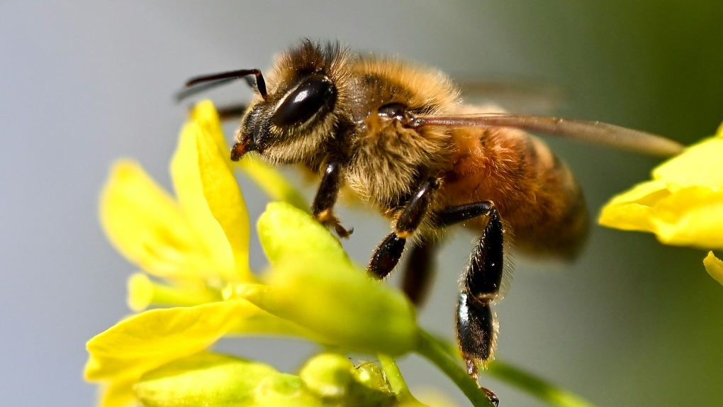 Bees AFP