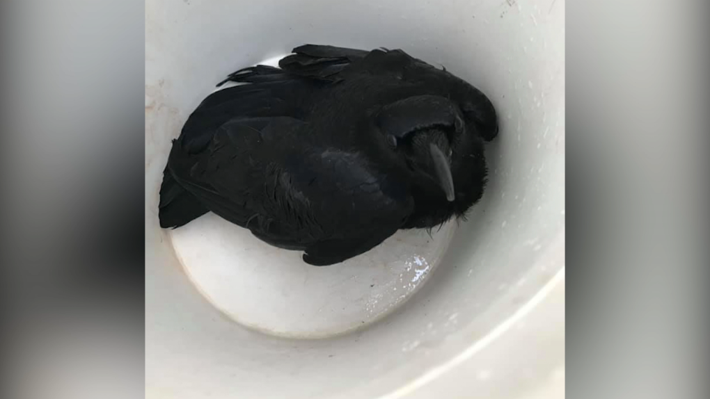 Crow rescue