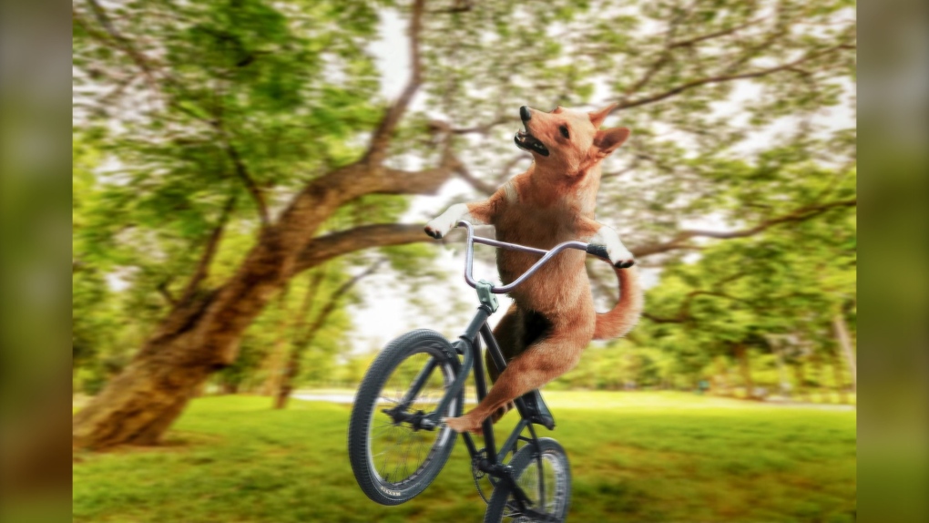 Dog on Bike