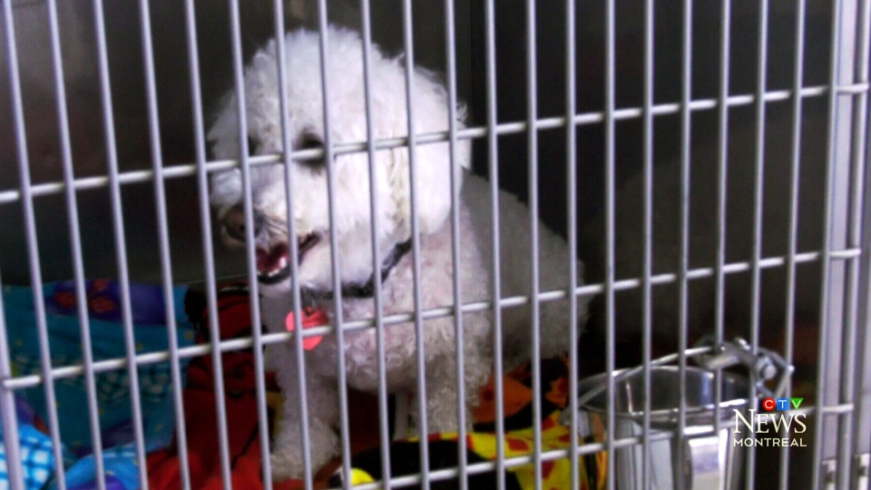 cage a rat in Pets in Québec - Kijiji Canada