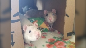 A few days after 11 rats were rescued, Cindy Hildebrand with Popcorns and Binkies Rescue Haven said they are doing better and are happier. (Source: Cindy Hildebrand)