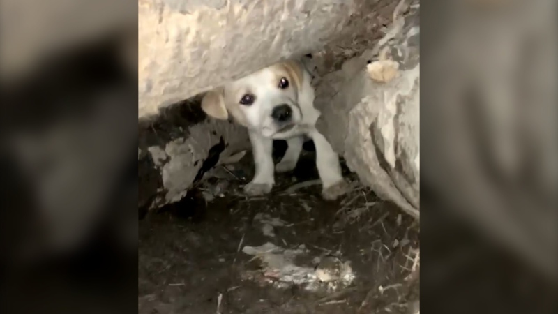 Manitoba Underdogs Rescue found a litter of 10 puppies living in a hole at a dump in a northern community on April 2, 2021. (Submitted: Manitoba Underdogs Rescue)