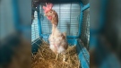 Workers at the Brady Landfill in Winnipeg discovered five hens were alive and moving among a euthanized flock that had been dumped on April 1, 2021. (Source: The Good Place: Farm Rescue & Sanctuary/ Facebook)