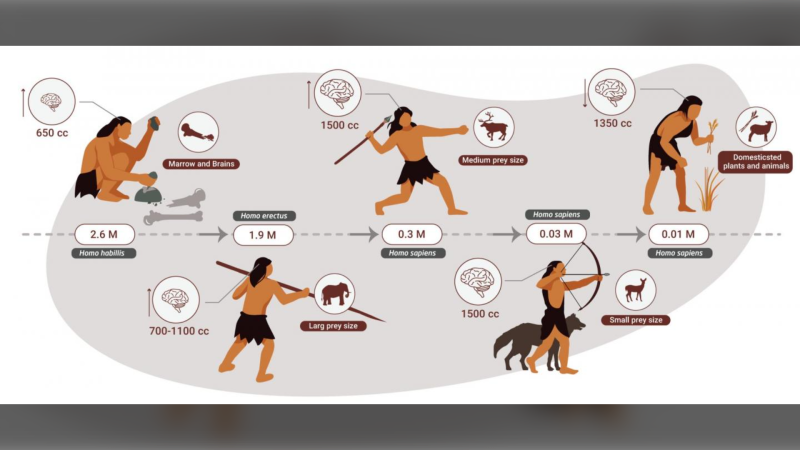 Stone-age humans ate mostly meat and specialized in hunting large animals, according to new research. (Miki Ben Dor)