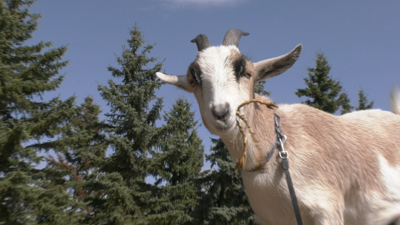 Gary Larter and Rebecca Vincent's Nigerian Dwarf goat Dill. 