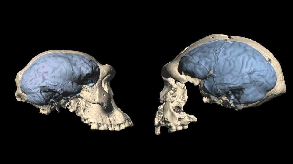 skulls of early homo from Dmanisi