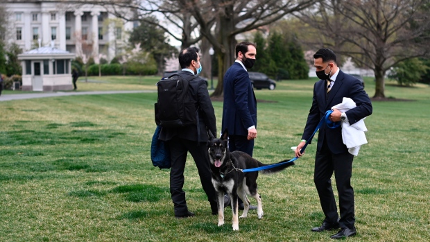 Master training: il cane Biden riceve aiuto per adattarsi alla Casa Bianca