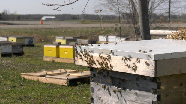 Honey hives at Innisfil Creek Honey