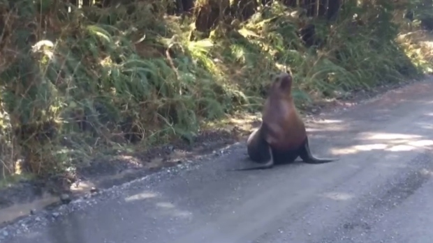 Hombre en la isla de Vancouver encuentra un león marino en la carretera