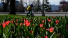 Tulips bloom in Ottawa on Tuesday, April 13, 2021. (Sean Kilpatrick/THE CANADIAN PRESS)