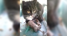 'Bubba Gumption' is seen with his paw caught in a trap. (Source: Windsor/Essex County Humane Society)