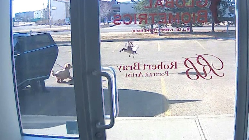 Surveillance video shows a goose dive bombing a man and his two dogs. April 13, 2021. (Source: Robert Bray)
