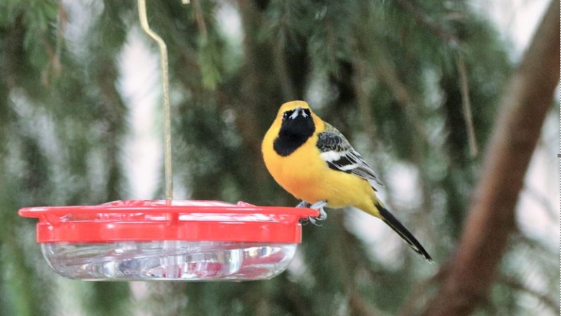 A hooded oriole seen at bird feeder in Sidney, B.C. in February 2021. (Stan Coe)