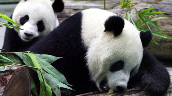 Tuan Tuan and Yuan Yuan, the two giant panda from China, are displayed their new enclosure at the Taipei City Zoo in Taipei, Taiwan, on Saturday, Jan. 24, 2009. (AP / Guo Ru-hsiao)