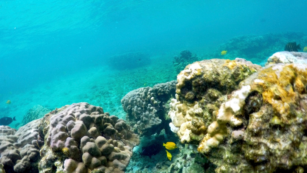 Hawaii Flooding Dirty Coral