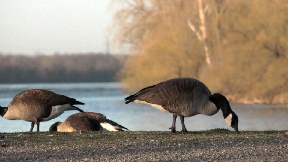  Patrolling for geese in Lasalle 