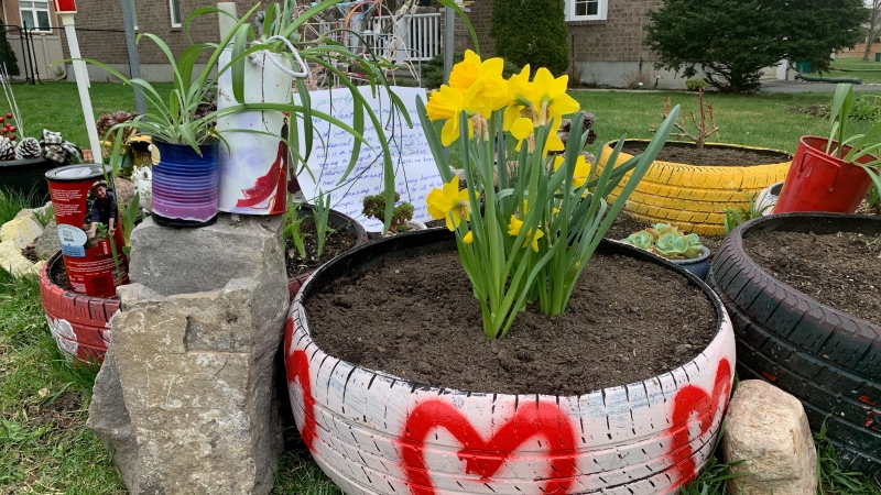 Riverside South resident Jamal Alsharif says Ottawa Bylaw told him to remove his front lawn garden after receiving a complaint. (Jackie Perez/CTV News Ottawa)