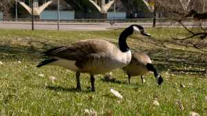 Geese are pictured in Saskatoon on April 21, 2021. (Dan Shingoose, CTV Saskatoon)