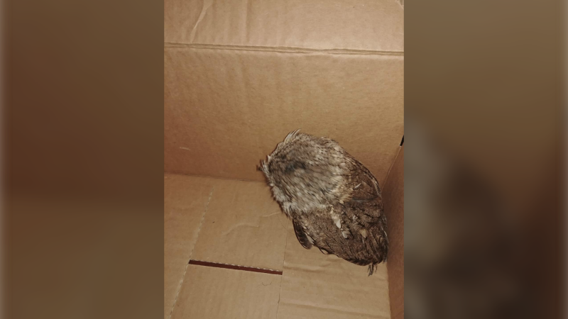 Baby owl found after tree branches were cut in a Windsor, Ont. neighbourhood. (source Robert Grass/Facebook)
