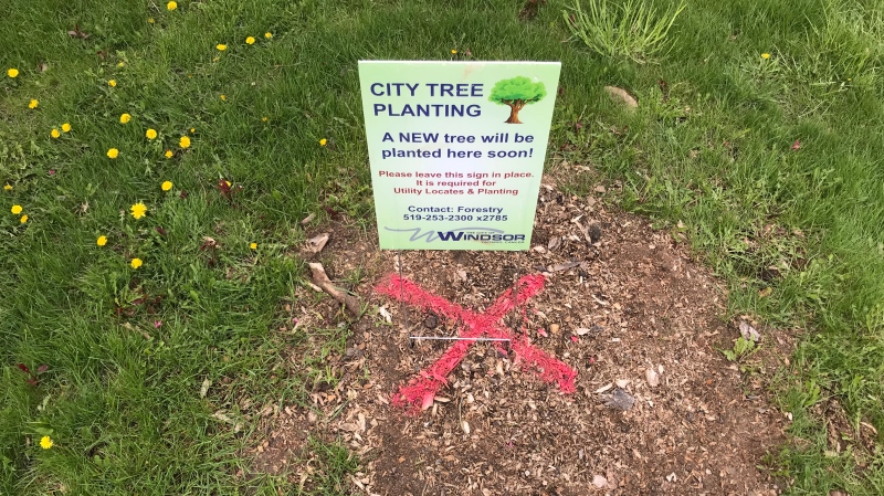 The City of Windsor is using these signs as place markers, for where trees will be planted this spring. (Michelle Maluske/CTV Windsor)