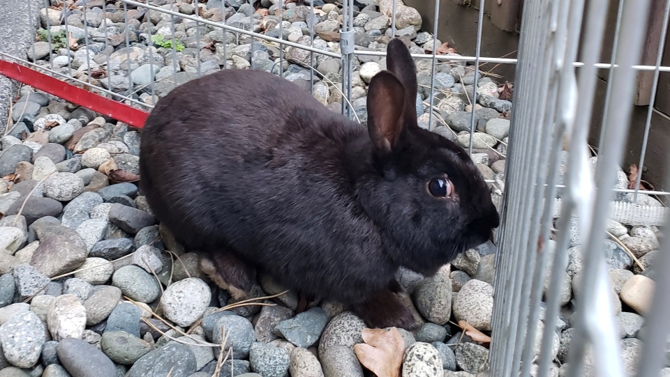 Rabbits rescued
