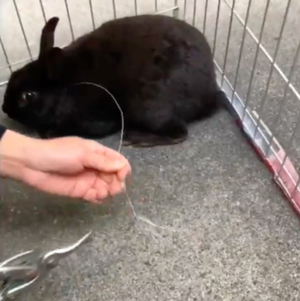 Animals trapped: Rabbits with snares around necks rescued in Richmond, B.C.