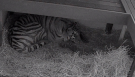 Mazy and her three cubs are seen in video surveillance footage provided by the Toronto Zoo.