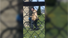 Police are seeking the identity of this man in connection to a mischief complaint in Chatham, Ont. on Sunday, May 2, 2021. (courtesy Chatham-Kent police)