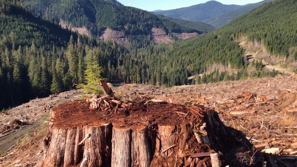 old growth logging forestry