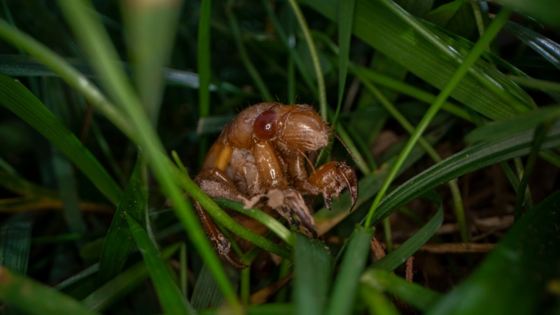 A cicada nymph moves in the grass, Sunday, May 2, 2021, in Frederick, Md. (AP Photo/Carolyn Kaster)