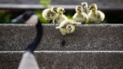 Canada geese goslings follow their parents down a set of stairs leading to the False Creek seawall in Vancouver, on Thursday, April 29, 2021. THE CANADIAN PRESS/Darryl Dyck