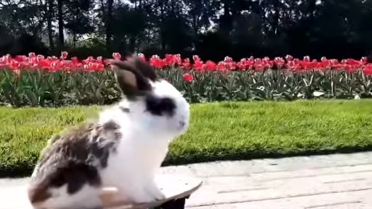 Skateboarding rabbit