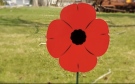 A lawn poppy is seen in this submitted photo.