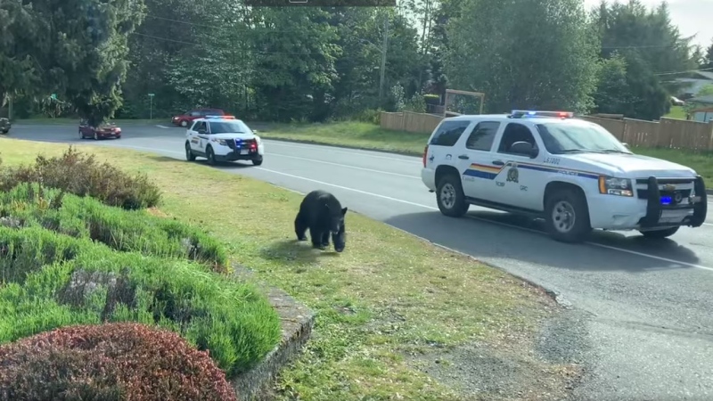The bear entered the Ladysmith Cemetery where it vanished into the trees, according to the municipality. (Town of Ladysmith)