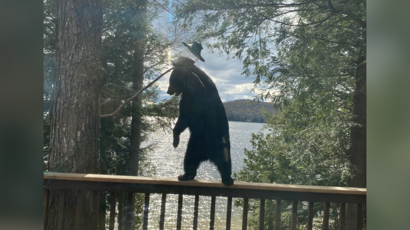 A young bear helps itself to a snack from a bird feeder on Moose Lake in Haliburton, Ont. on Thurs. May 6, 2021 (Brian and Wendy Campbell)